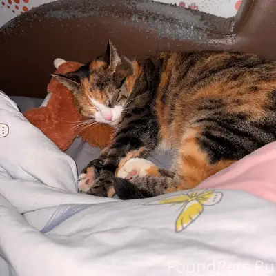 Пропала кошка, ул. Жуковского