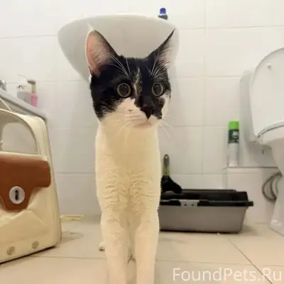 Найден кот, Мещерский лес