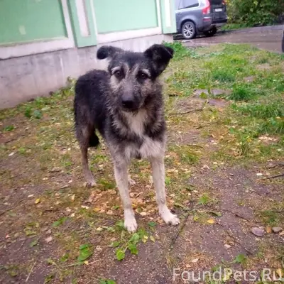 Пропала дворовая собака Найда, Калуга