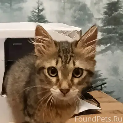 Пропала кошка, район дома Мира, д. 94