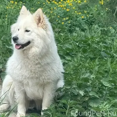 Пропала самоедская собака Дина, район Поле чудес