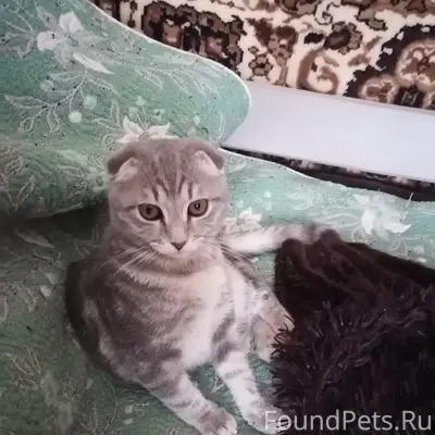 Пропала кошка, Гагарина