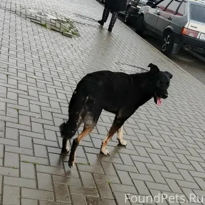 Найден пёс, Екатеринбург, Широкая речка