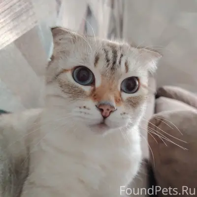 Пропала кошка, микрорайон Спичфабрика