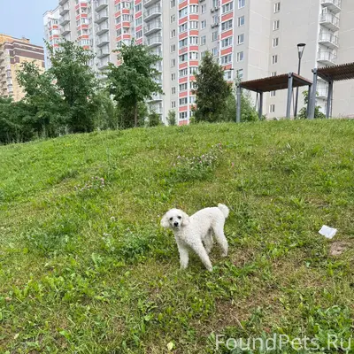 Пропала собака, Новое Бутово