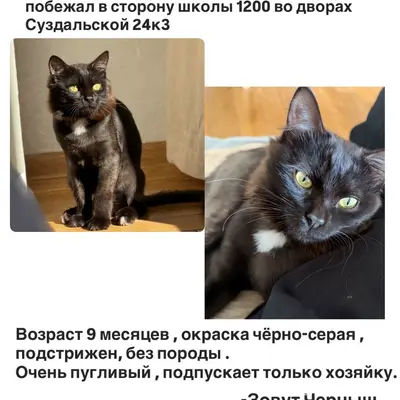 Пропал кот Черныш, метро Новокосино