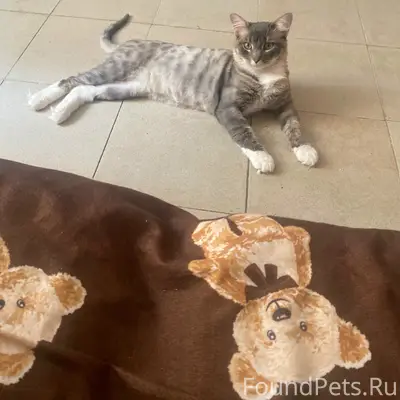 Пропал кот Мотя, Верхняя Лысая Гора