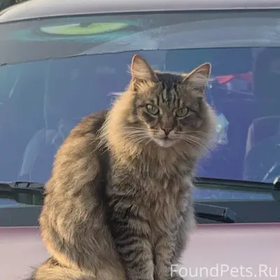 Пропал сибирский кот Вася, улица Рабочая 32