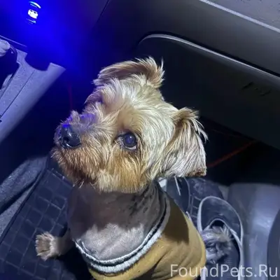 Пропал питомец, Красноперекопск