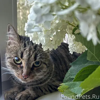 Пропала кошка, похожа на Бингала, около 5 дома