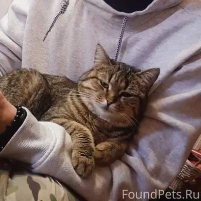 Пропала кошка Ксюшка, ул. М. Горького