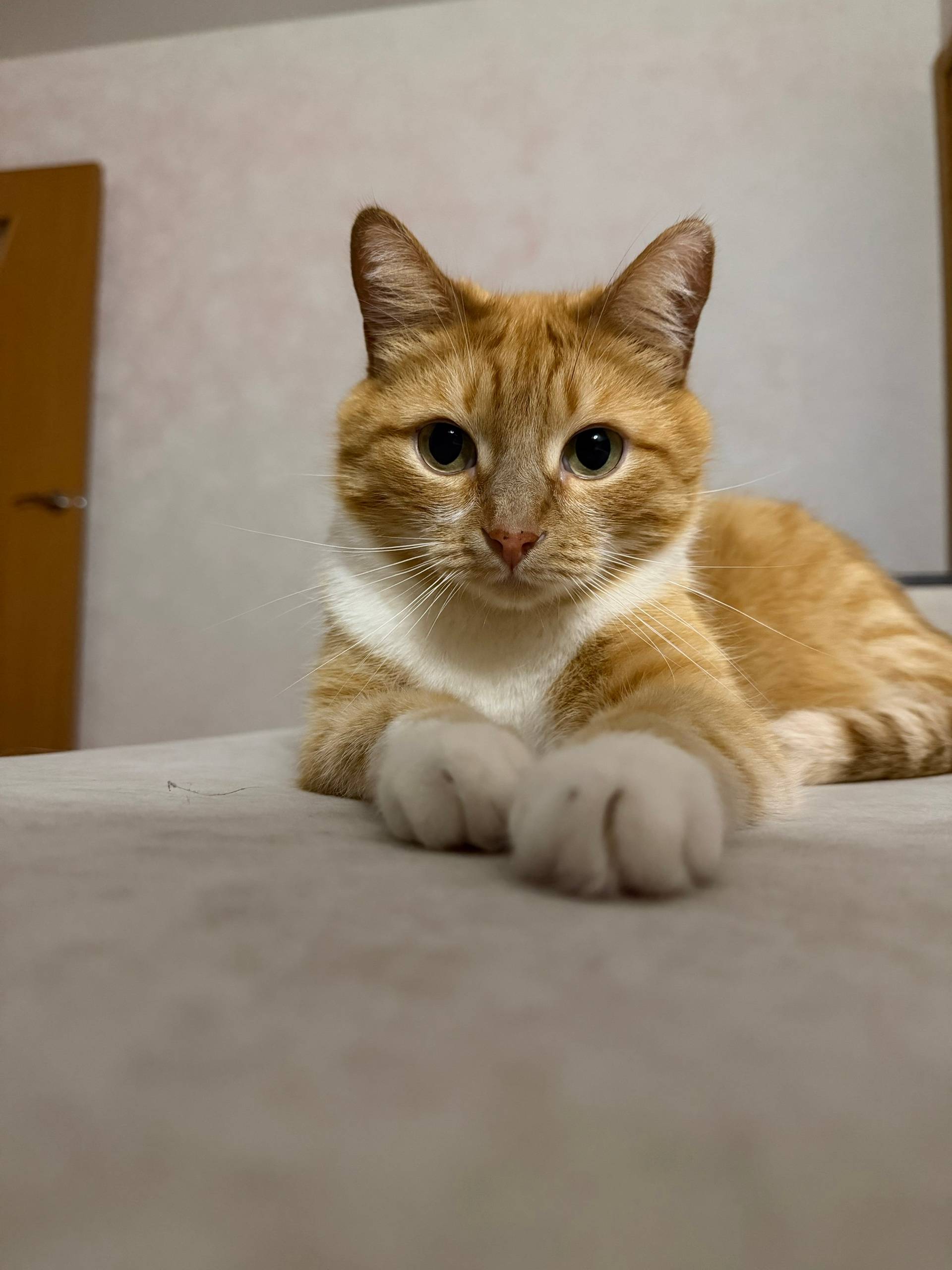 Пропал кот Рыжик, СНТ Ветеран-2