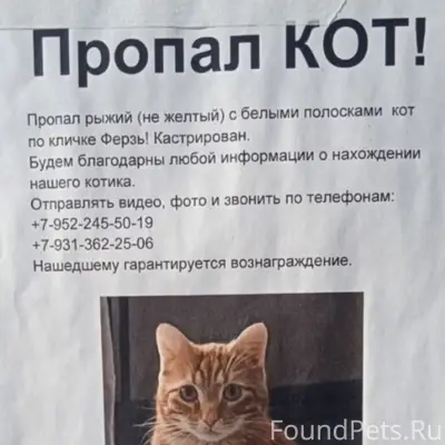 Пропал кот, Калининский район