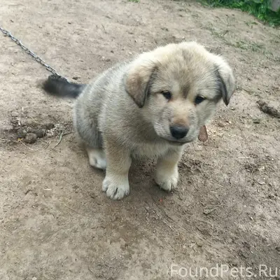 Пропал щенок, д. Плотина