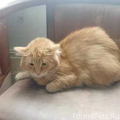 Пропал кот Кисюша, Пролетарский