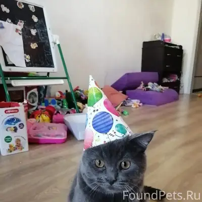 Пропал кот, СНТ Дружба