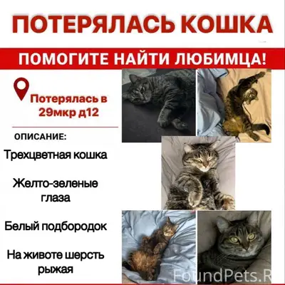 Пропала кошка, 29 микрорайон