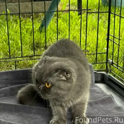 Найдена кошка, Екатеринбург, Верх-Исетский