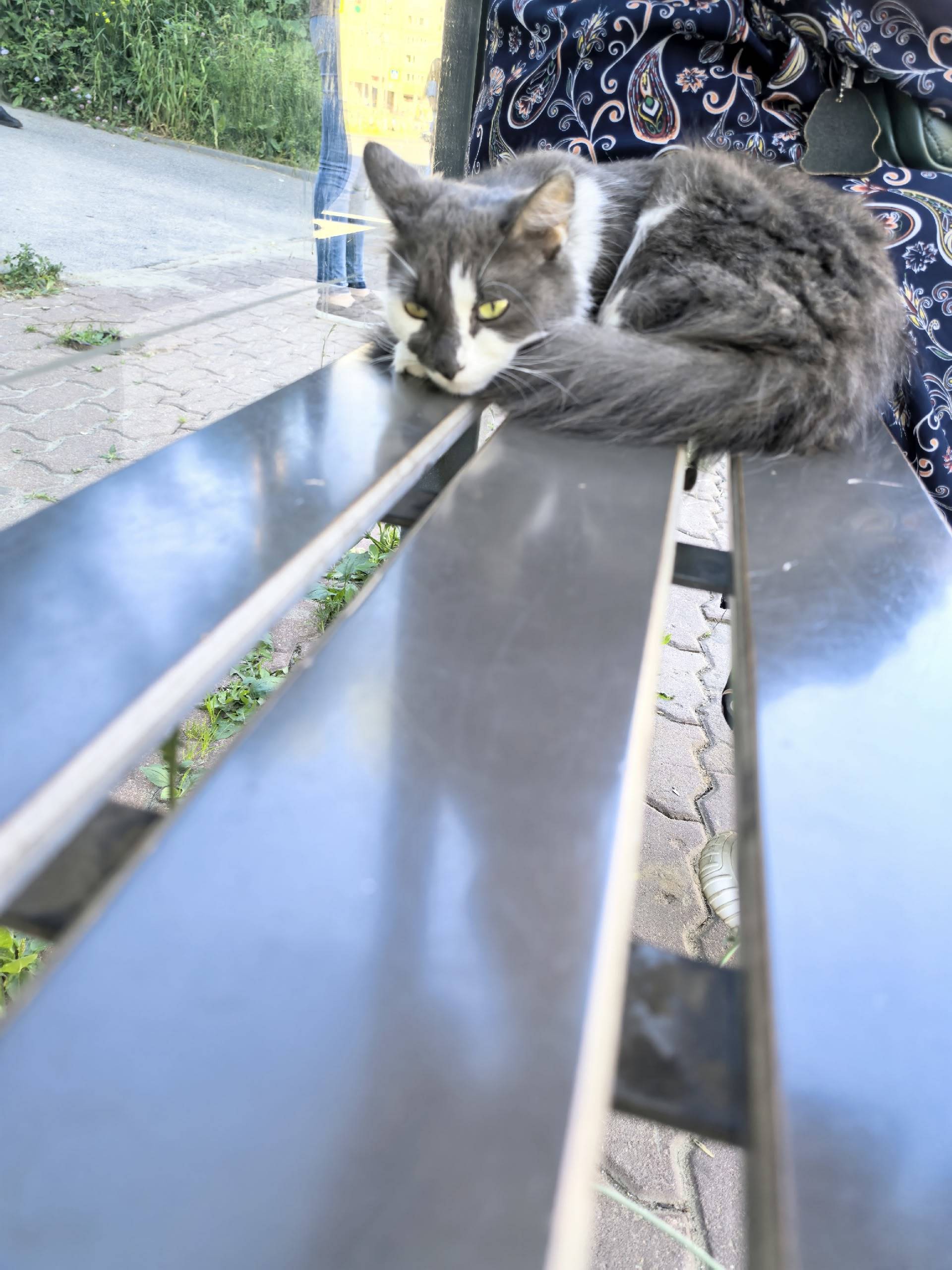 Найдена кошка, улица Сперанского