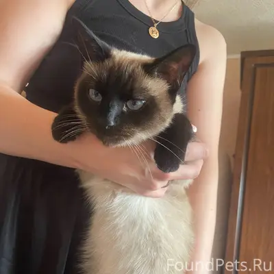 Найдена кошка, район Северный