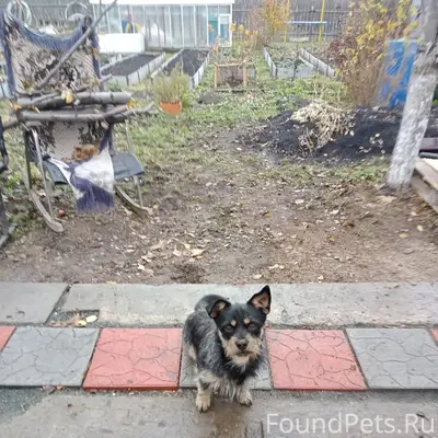 Пропал Тоби, трудпоселок