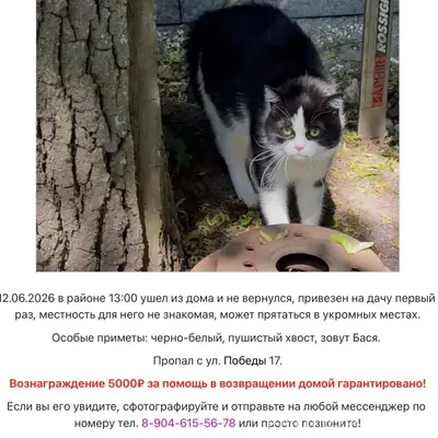 Пропал черно-белый кот, ст. Пудость