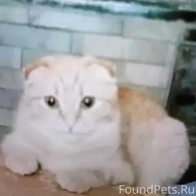 Пропала рыжая кошка Сима, Омск