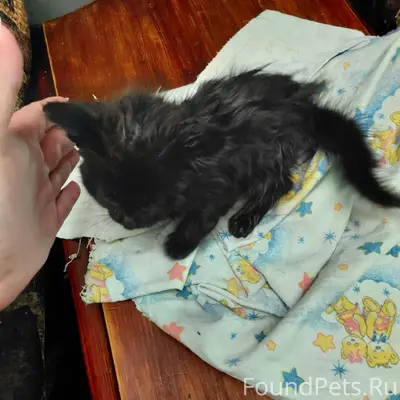 Найден котёнок, на речке