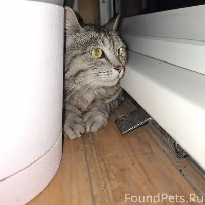 Найдена кошка, район Лыкова 4