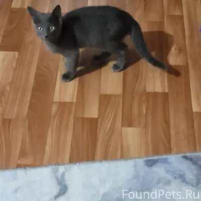 Найден котёнок серый, Комарова