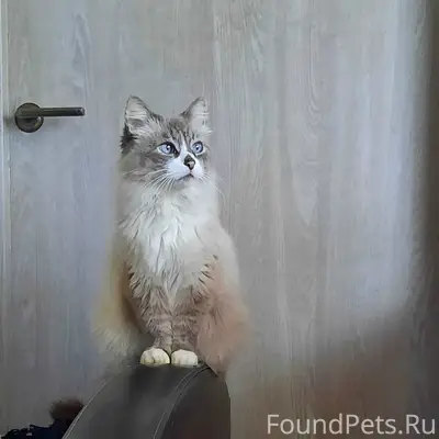 Пропал кот, м. Лифаново