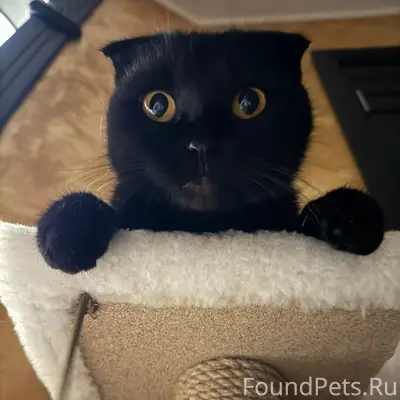 Пропала вислоухая кошка, Заволжье