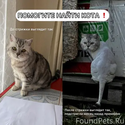 Пропал кот Патрик, Нижегородка, Ленинский район