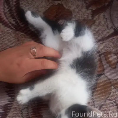 Найдена кошка (котёнок), белый и чёрный окрас, стадион