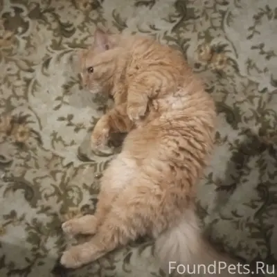 Пропал рыжий кот Марсик, Фестивальная, Юбилейная