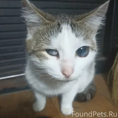 Найдена кошка, полуслепая, улица Красноармейская