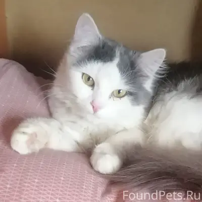 Пропал кот, частный сектор
