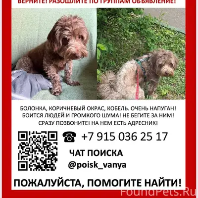 Пропала собака, Солнечногорск, снт Электрик