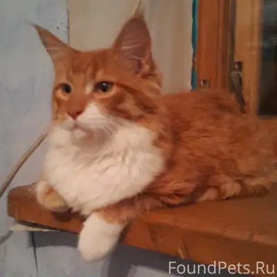 Пропал Мей-Кун, рыжий кот, пос. 1 мая