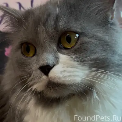 Пропал кот, Новолипецк
