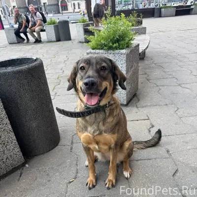 Найдена собака Женевьева, Москва