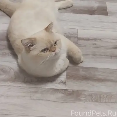 Пропал кот Честер, ул. Полевая