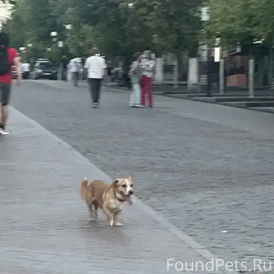 Найден пёс, Московская