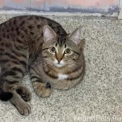 Пропал кот Федя, учхоз