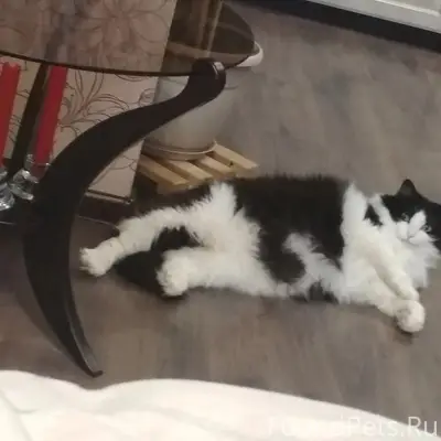 Пропала кошка, Целино, ул. Мичурина