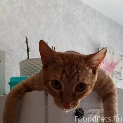 Пропал кот Рыжий, ул. Весёлая