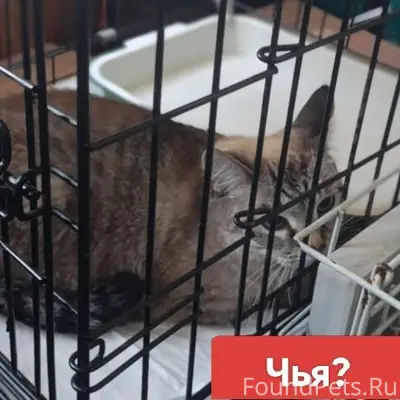 Найдена кошка, район Телецентра