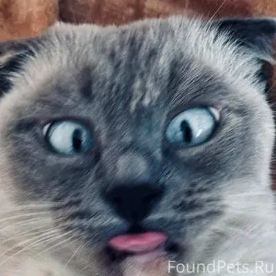 Пропала кошка Дуся, деревня Киреека