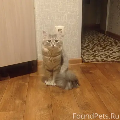 Пропал кот Джерик, Старый Оскол