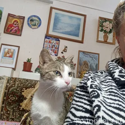 Найдена кошка, Одинцово, ул. Сосновая